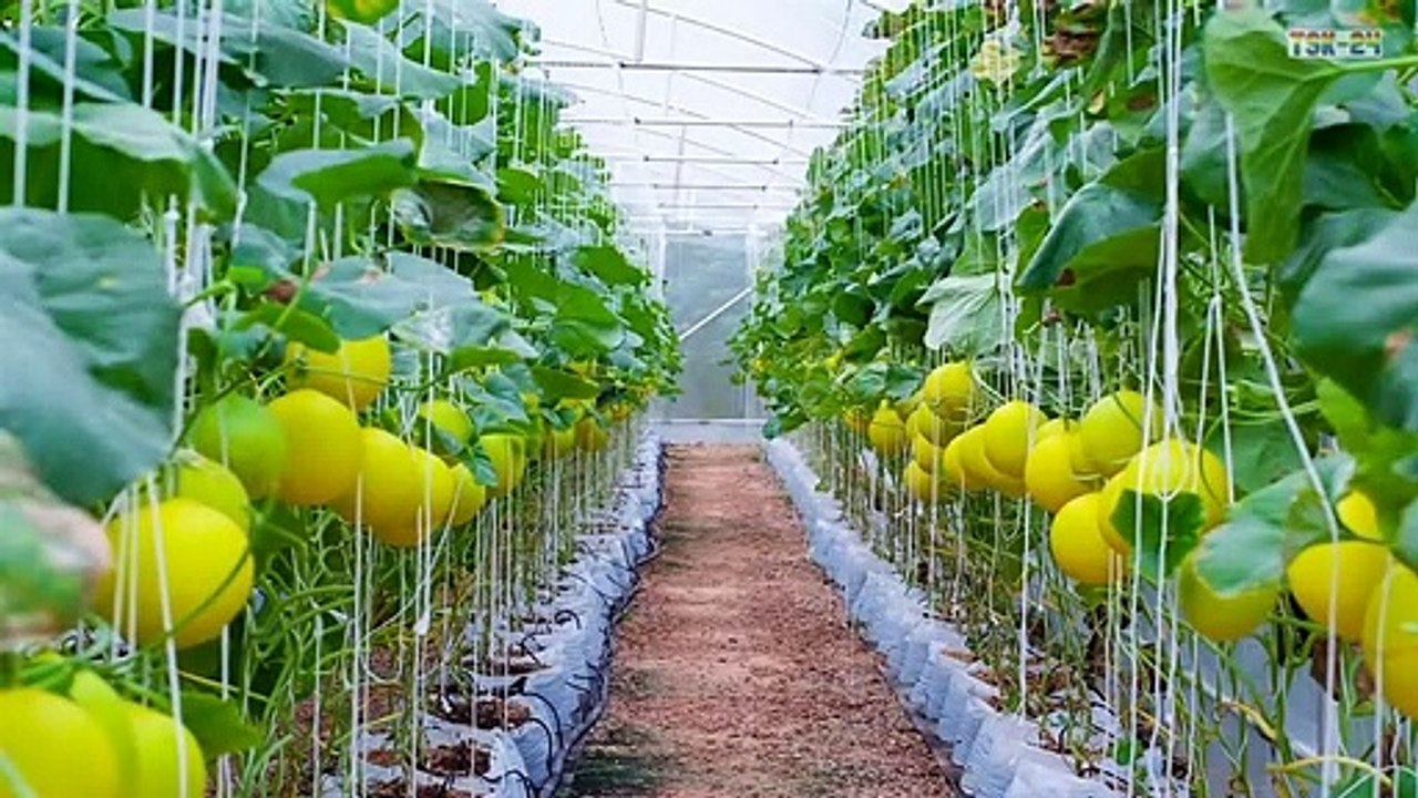 WOW! Amazing Agriculture Technology - Korean Melon