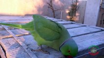 Parrot Talking With Wild Bird