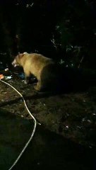 Koria- निगम क्षेत्र में दिखा दुर्लभ सफेद भालू, रात में कटहल खाने घुसा था बाड़ी में