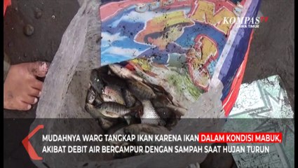 Seru, Warga Jember Rebutan Ikan Mabuk Di Sungai