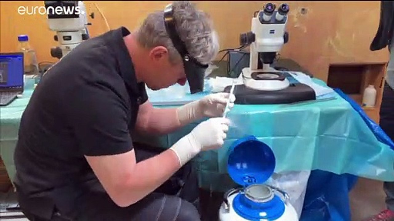 Rettung 'In Vitro': Leihmutter für Nördliches Breitmaulnashorn