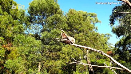 Air Bear? Watch as Koala Takes Impressive Leap, Probably to Go Find Some Grub