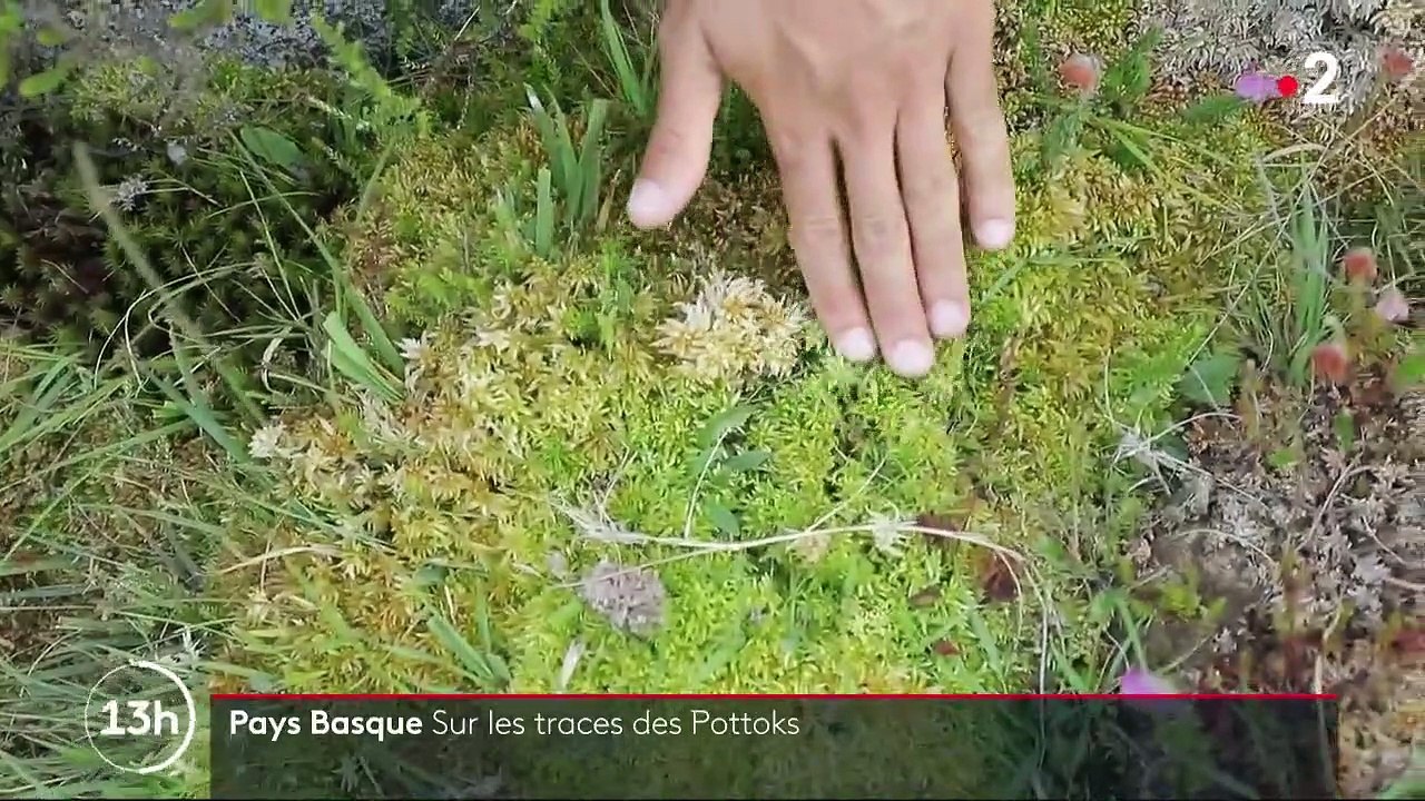 Pays basque : sur les traces des Pottoks