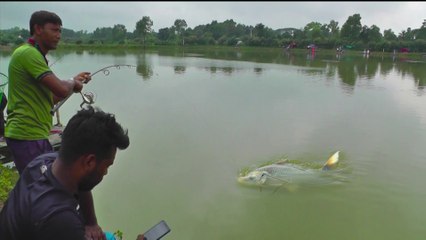Best Catla Fishing Video | Hunting and Fishing by Fishing Rod Muktagacha Pond