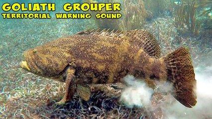 Angry Goliath Grouper!!!