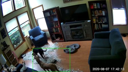 Dogs Destroy a Down Pillow While Owners Are Gone