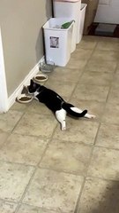 Cat Splooting While Eating