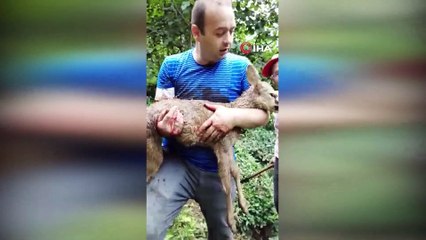 Köpeklerin saldırısına uğrayan yavru karaca kurtarılamadı