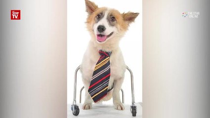 Dogs with broken backs happy to get a second chance