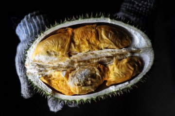 Durian fest in Bentong aims to attract 50,000 visitors