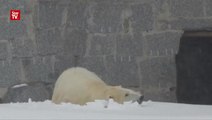 New polar bear cub emerges from den