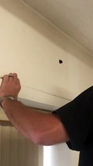 Raccoon in the Walls Gets a Treat