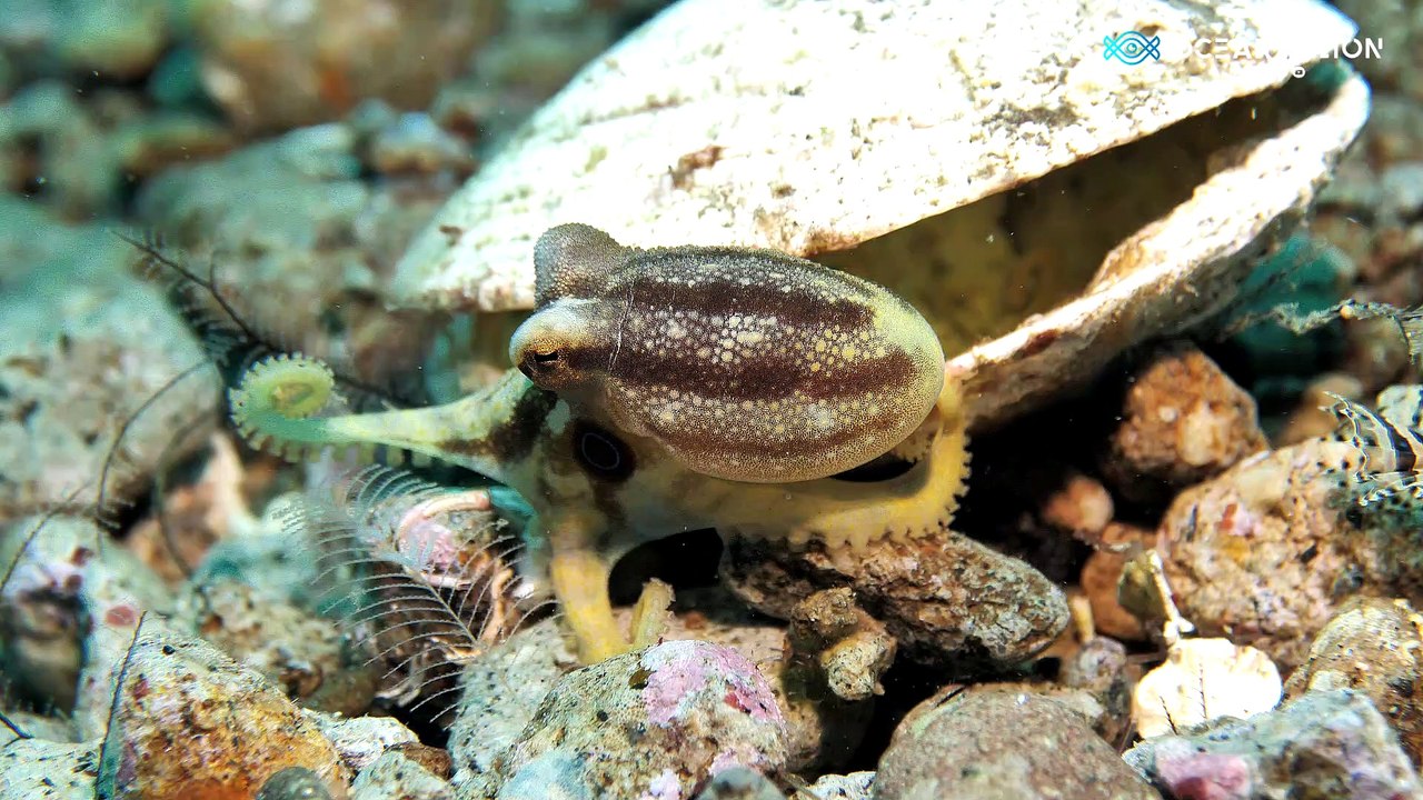 Close Up Footage of the Poison Ocellate Octopus