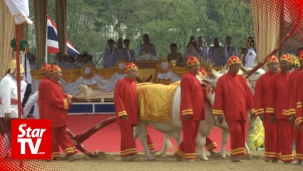 New Thai king and queen take part in 'Royal Ploughing' ceremony
