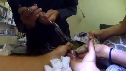 Plastic sheet removed from sea turtle's throat