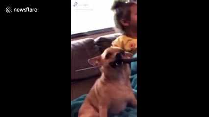 Small chihuahua carries knife around its house in North Carolina