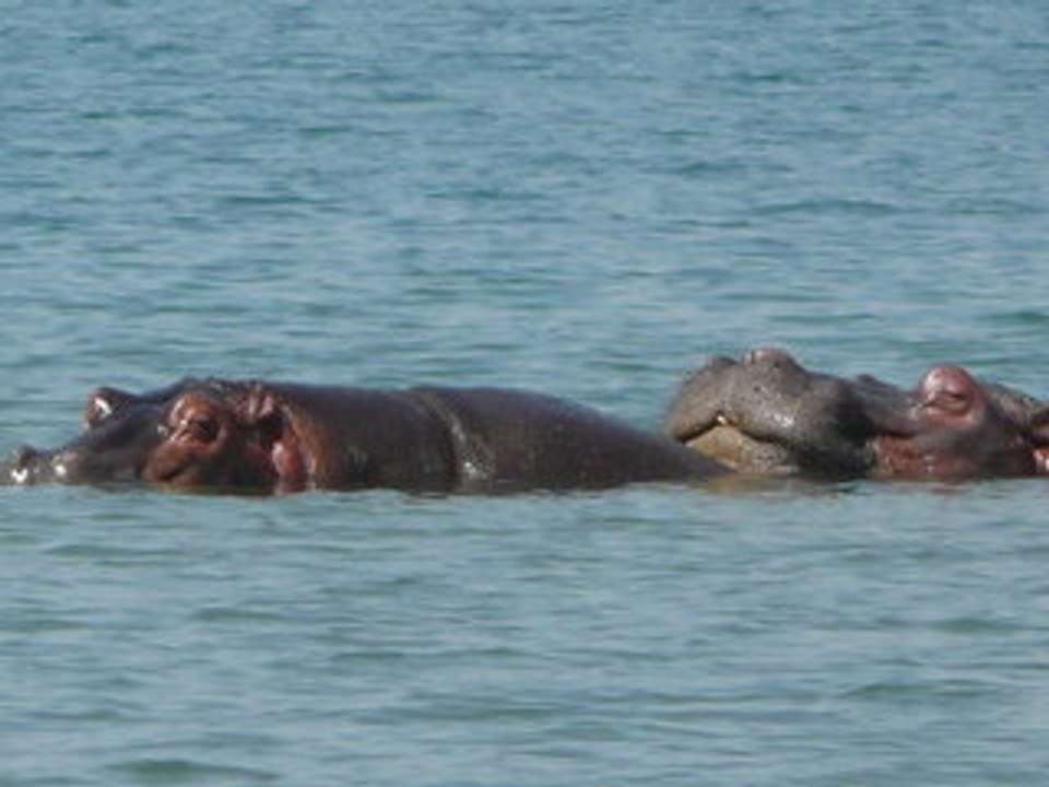 Hippopotames au lac Tanganyika