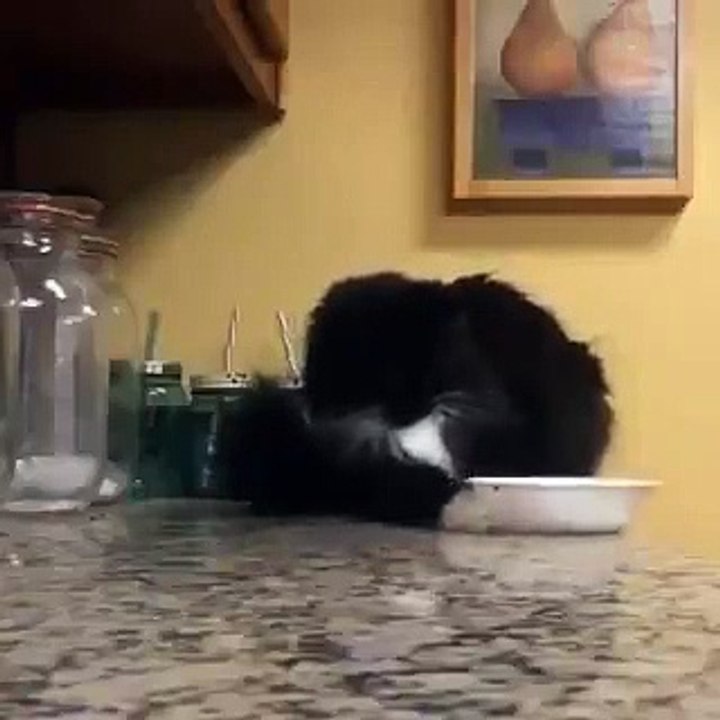 Impressionnant, ce chat réalise des expériences physiques