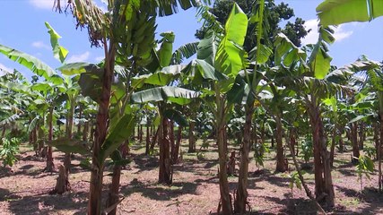 Télécharger la video: AN 60 : Les défis de la formation agricole en Côte d'Ivoire