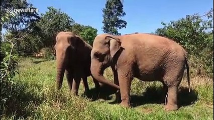 'How to move your elephant during a pandemic': an elephant's journey across South America