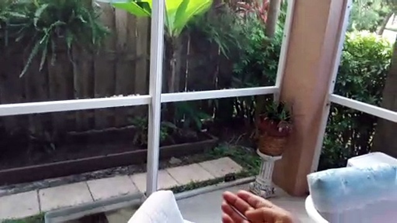 Northern mockingbird baby
