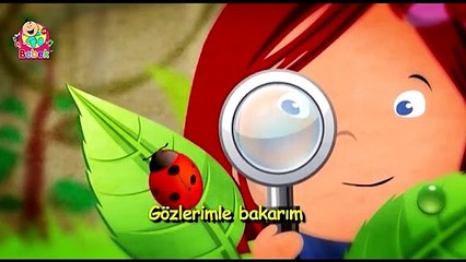Beş duyu - Türkçe