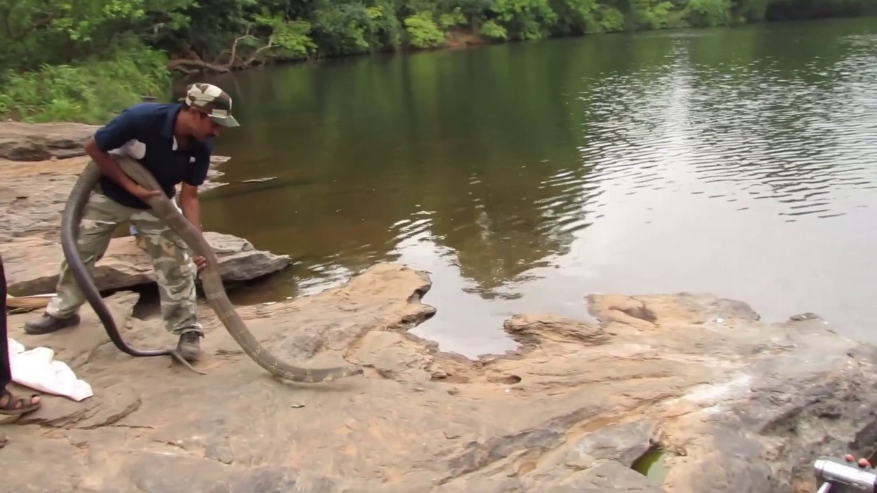 Cet énorme cobra royal retrouve sa liberté