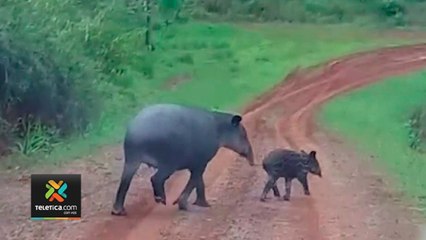 tn7-danta-y-cria-en-video-110820