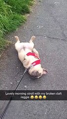 French Bulldog Refusing to Walk