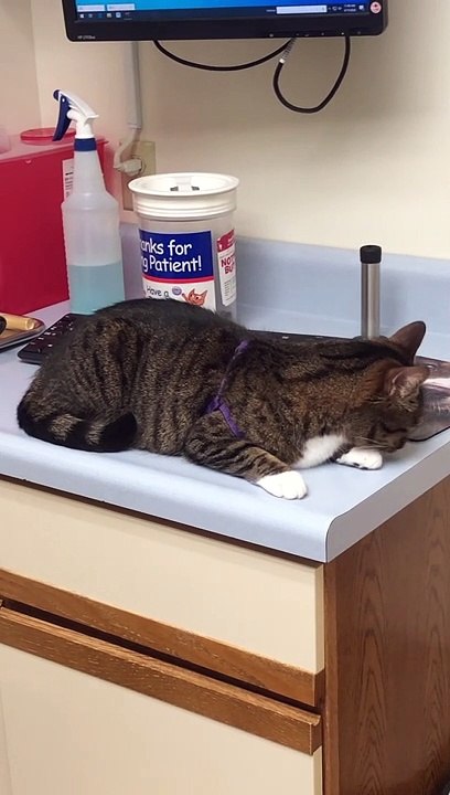 Cat Falls From Counter But Lands Safely