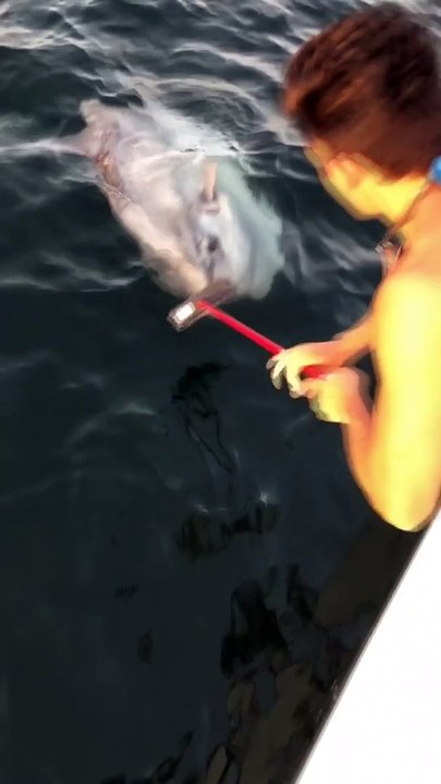 Cleaning an Ocean Sunfish