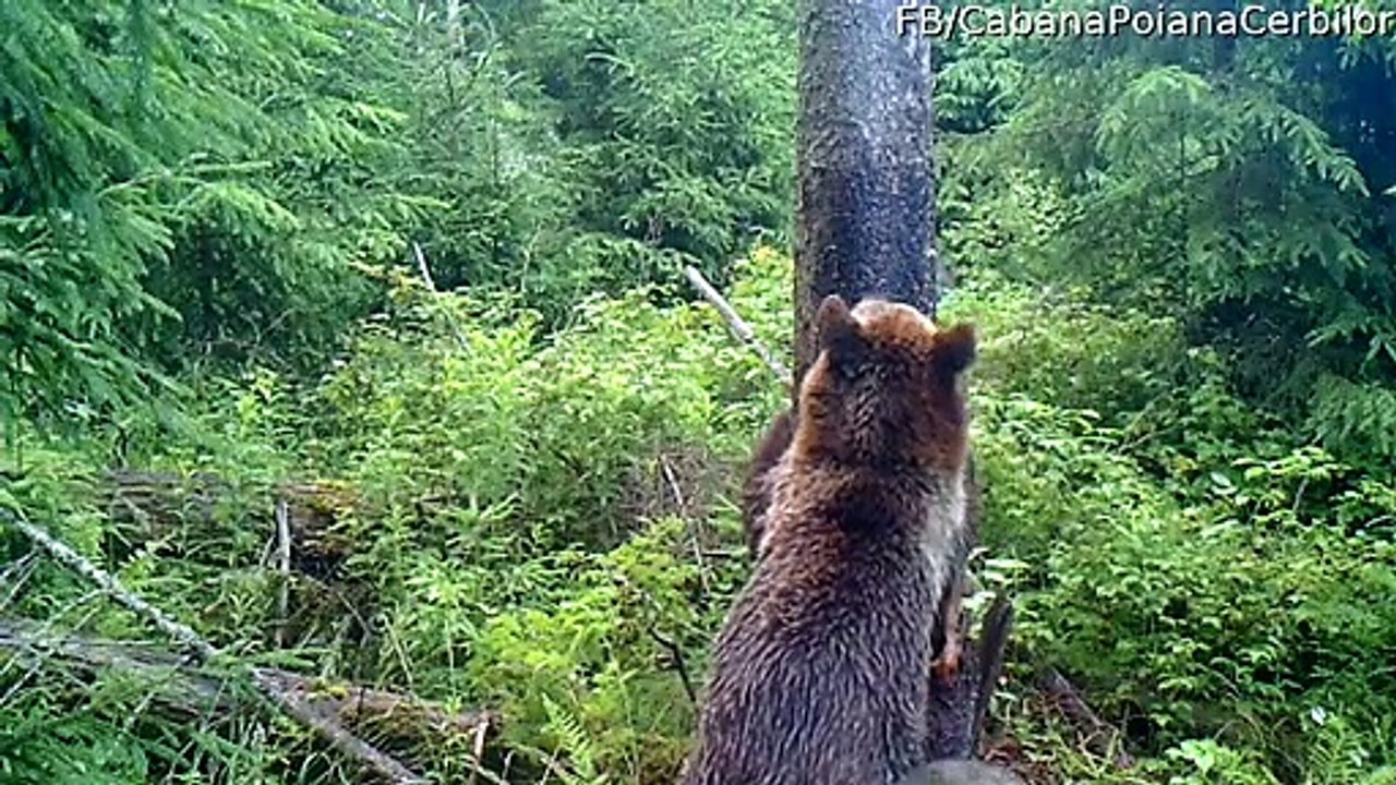 Bear Family in Romania