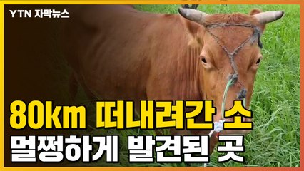 [자막뉴스] 폭우로 급류에 떠내려간 소...기적적으로 발견된 곳 / YTN