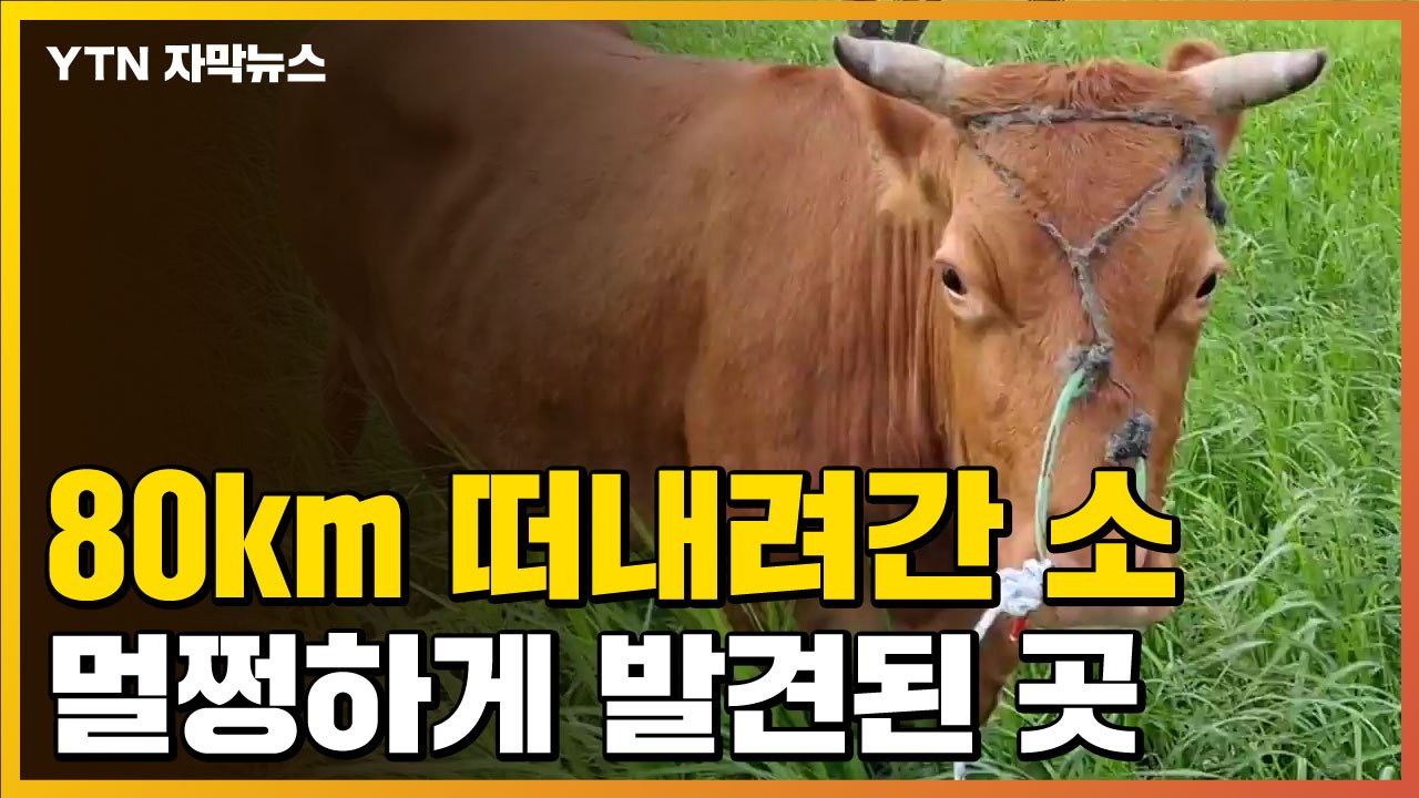 [자막뉴스] 폭우로 급류에 떠내려간 소...기적적으로 발견된 곳 / YTN