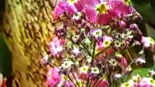 BBC Horizon 1980 Moving Still [Documentary]