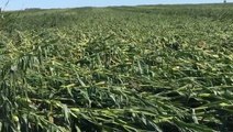 Powerful derecho flattens corn fields weeks before harvest
