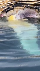 Beautiful Close Up Footage of Great White Shark Feeding on Whale Carcass