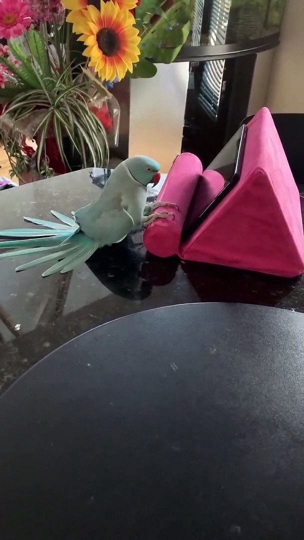 ⁣Parakeet Playing Peekaboo with Tablet