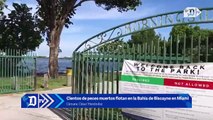 Cientos de peces muertos flotan en la Bahía de Biscayne en Miami