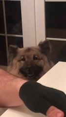 Dog's Ears Perk up Whenever Owner Reaches for Their Plate