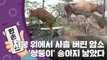 [15초 뉴스] 지붕 위에서 사흘 버틴 어미 소, '쌍둥이' 송아지 낳았다 / YTN