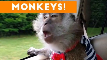 Cutest Monkey Videos of 2017 _ Funny Pet Videos