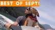 Funniest Pet Reactions & Bloopers of September 2017 _ Funny Pet Videos