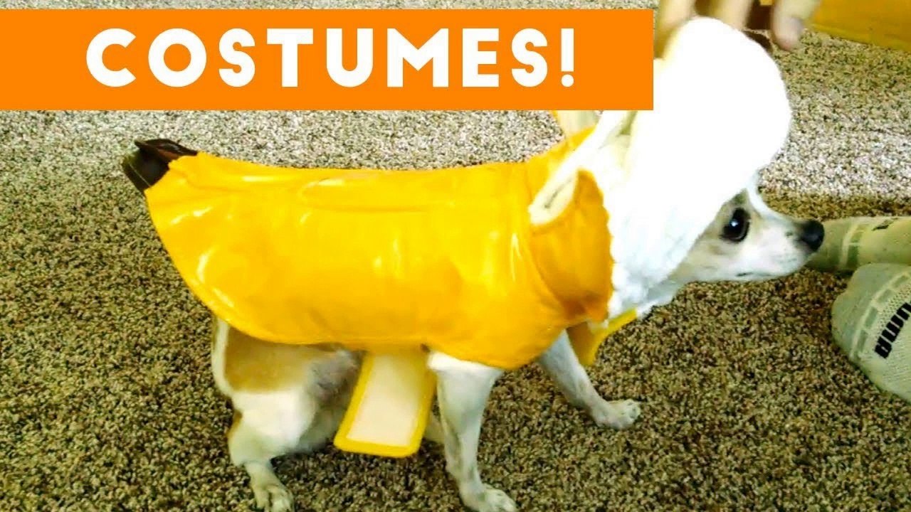 Try Not To Laugh At These Funny Pets In Costumes Video Compilation