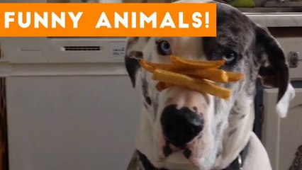 Funniest Pets of the Week Compilation October 2017 _ Funny Pet Videos