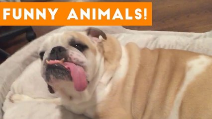 Funniest Pets of the Week Compilation October 2017 _ Funny Pet Videos