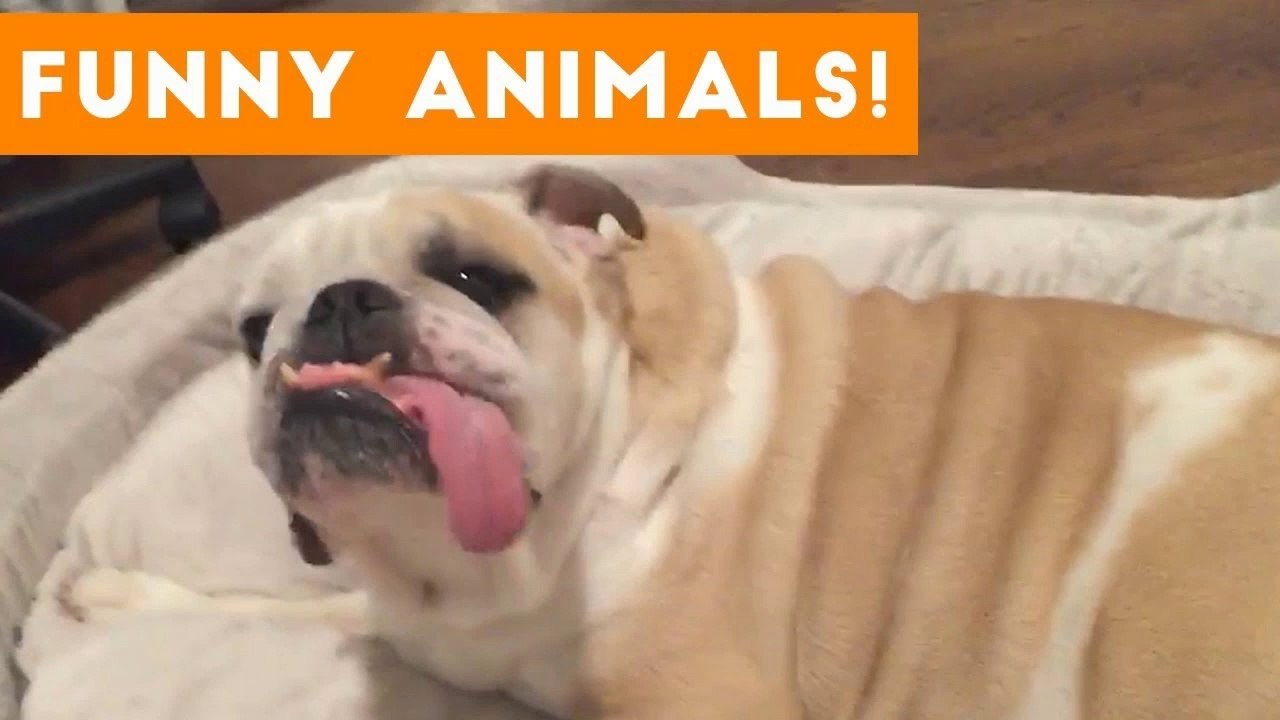 Funniest Pets of the Week Compilation October 2017 _ Funny Pet Videos