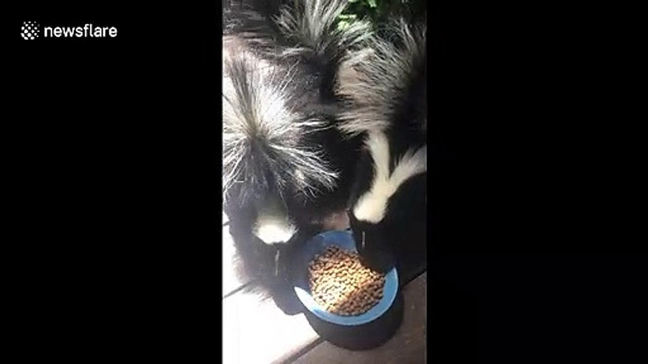 Skunks smash cat food in spirited fashion in Santa Cruz, California