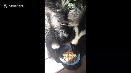 Skunks smash cat food in spirited fashion in Santa Cruz, California
