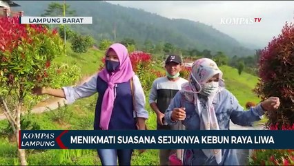 Menikmati Sejuknya Kebun Raya Liwa di Lampung Barat